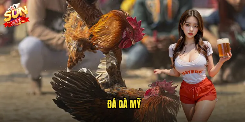 Đá gà mỹ sunwin - Phong cách Mỹ đậm chất võ thuật và chuyên nghiệp 1 Đá gà mỹ