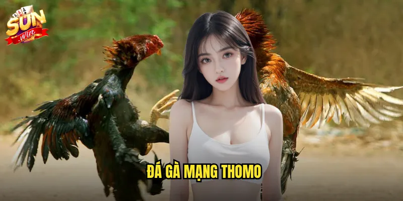 Đá gà mạng thomo sunwin - Kết nối trực tiếp với trường gà số 1 Campuchia 1 đá gà mạng thomo
