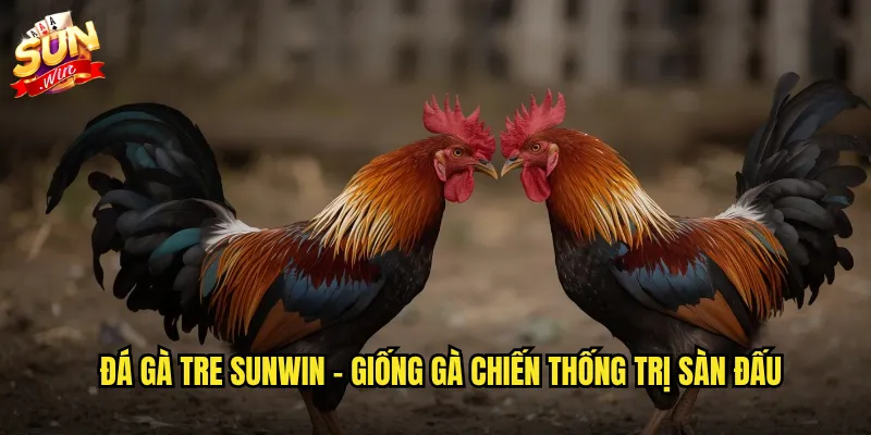 Đá gà tre sunwin - Loại gà đá đặc sản Việt Nam với sức mạnh bền bỉ 2 Đá gà tre sunwin - Giống gà chiến thống trị sàn đấu