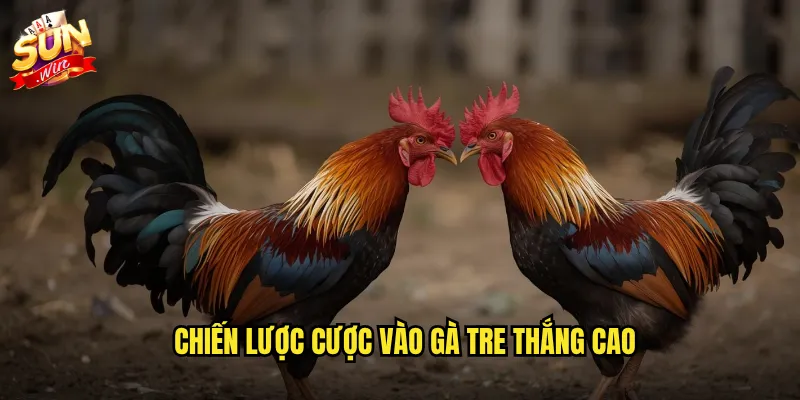 Đá gà tre sunwin - Loại gà đá đặc sản Việt Nam với sức mạnh bền bỉ 3 Chiến lược cược vào gà tre thắng cao