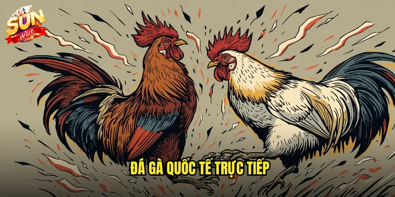 Đá gà quốc tế trực tiếp sunwin - Kết nối với các trường gà lớn toàn cầu 1 đá gà quốc tế trực tiếp