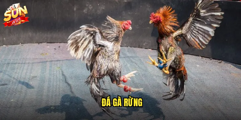 Sunwin đá gà rừng - Trận chiến hoang dã với bản năng sinh tồn mãnh liệt 1 đá gà rừng