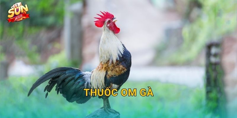 Thuốc Om Gà Sunwin – Bí Quyết Om Bóp Đúng Cách Giúp Gà Chiến Hồi Phục Nhanh 1 Thuốc Om Gà Sunwin – Bí Quyết Om Bóp Đúng Cách Giúp Gà Chiến Hồi Phục Nhanh