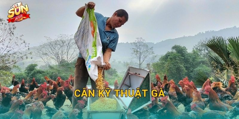 Cân Kỹ Thuật Gà Sunwin – Nghệ Thuật Cân Chỉnh Phong Độ Chiến Kê Đến Từng Chi Tiết 1 Cân Kỹ Thuật Gà Sunwin – Nghệ Thuật Cân Chỉnh Phong Độ Chiến Kê Đến Từng Chi Tiết