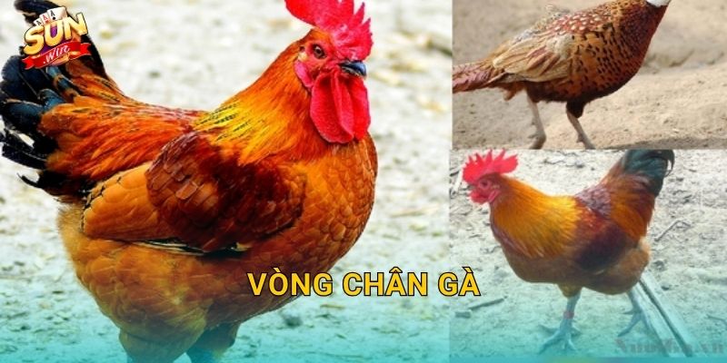 Vòng Chân Gà Sunwin – Phụ Kiện Thi Đấu Không Thể Thiếu Của Mọi Chiến Kê 1 Vòng Chân Gà Sunwin – Phụ Kiện Thi Đấu Không Thể Thiếu Của Mọi Chiến Kê