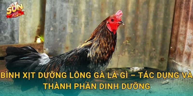 Bình Xịt Dưỡng Lông Gà Sunwin – Giữ Bộ Lông Chiến Kê Óng Mượt Và Khỏe Khoắn 2 Bình Xịt Dưỡng Lông Gà Là Gì – Tác Dụng Và Thành Phần Dinh Dưỡng
