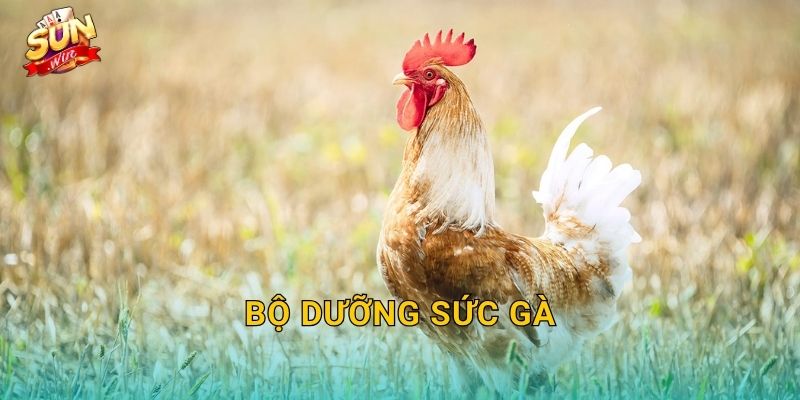 Bộ Dưỡng Sức Gà Sunwin – Nền Tảng Thể Lực Vững Chắc Cho Mọi Chiến Kê 1 Bộ Dưỡng Sức Gà Sunwin – Nền Tảng Thể Lực Vững Chắc Cho Mọi Chiến Kê