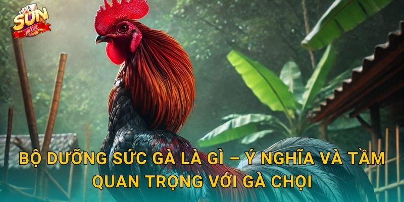 Bộ Dưỡng Sức Gà Sunwin – Nền Tảng Thể Lực Vững Chắc Cho Mọi Chiến Kê 2 Bộ Dưỡng Sức Gà Là Gì – Ý Nghĩa Và Tầm Quan Trọng Với Gà Chọi