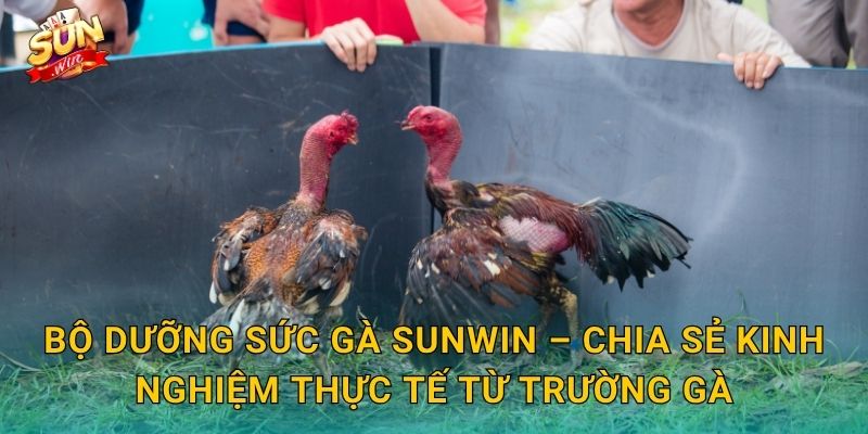 Bộ Dưỡng Sức Gà Sunwin – Nền Tảng Thể Lực Vững Chắc Cho Mọi Chiến Kê 3 Bộ Dưỡng Sức Gà Sunwin – Chia Sẻ Kinh Nghiệm Thực Tế Từ Trường Gà