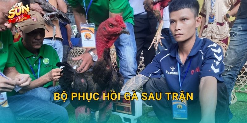 Bộ Phục Hồi Gà Sau Trận Sunwin – Chăm Sóc Chiến Kê Đúng Cách Để Tái Xuất Đỉnh Cao 1 Bộ Phục Hồi Gà Sau Trận Sunwin – Chăm Sóc Chiến Kê Đúng Cách Để Tái Xuất Đỉnh Cao