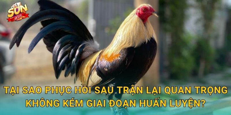 Bộ Phục Hồi Gà Sau Trận Sunwin – Chăm Sóc Chiến Kê Đúng Cách Để Tái Xuất Đỉnh Cao 2 Tại Sao Phục Hồi Sau Trận Lại Quan Trọng Không Kém Giai Đoạn Huấn Luyện?