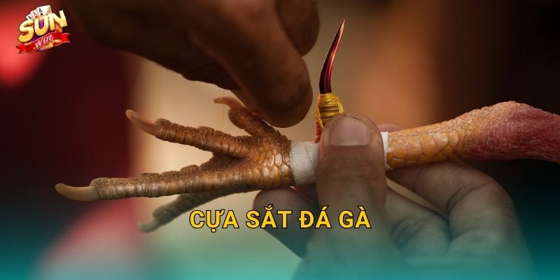 Cựa Sắt Đá Gà Sunwin – Vũ Khí Thép Quyết Định Sức Mạnh Mỗi Đòn Tấn Công 1 Cựa Sắt Đá Gà Sunwin – Vũ Khí Thép Quyết Định Sức Mạnh Mỗi Đòn Tấn Công