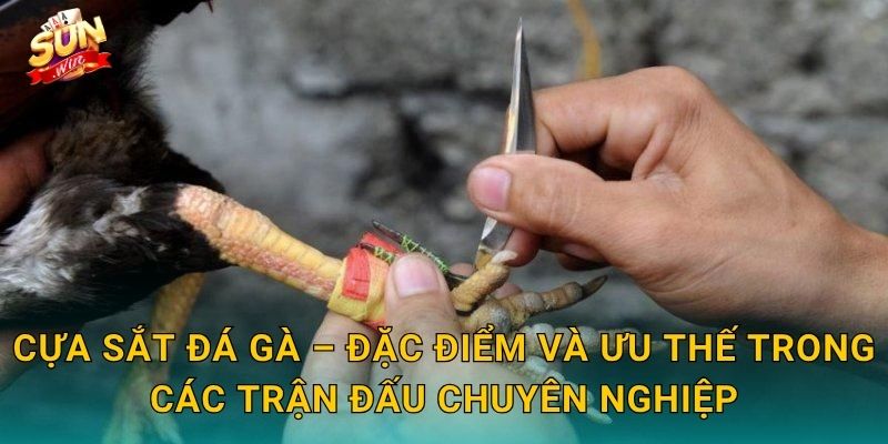 Cựa Sắt Đá Gà Sunwin – Vũ Khí Thép Quyết Định Sức Mạnh Mỗi Đòn Tấn Công 2 Cựa Sắt Đá Gà – Đặc Điểm Và Ưu Thế Trong Các Trận Đấu Chuyên Nghiệp