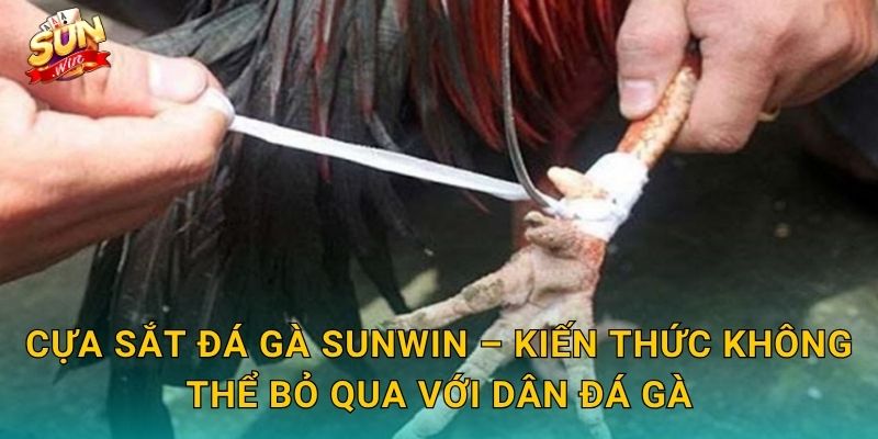 Cựa Sắt Đá Gà Sunwin – Vũ Khí Thép Quyết Định Sức Mạnh Mỗi Đòn Tấn Công 3 Cựa Sắt Đá Gà Sunwin – Kiến Thức Không Thể Bỏ Qua Với Dân Đá Gà
