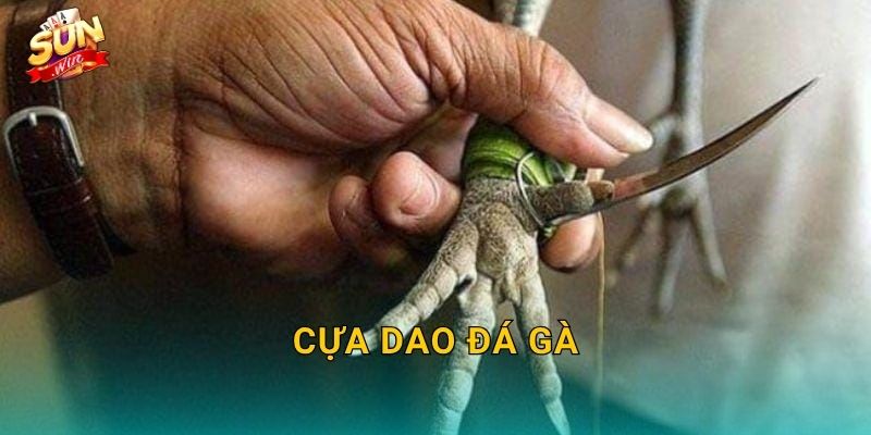 Cựa Dao Đá Gà Sunwin – Lưỡi Thép Sắc Bén Tạo Nên Những Trận Chiến Kinh Điển 1 Cựa Dao Đá Gà Sunwin – Lưỡi Thép Sắc Bén Tạo Nên Những Trận Chiến Kinh Điển