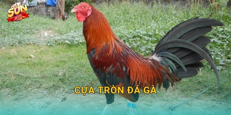 Cựa Tròn Đá Gà Sunwin – Phong Cách Đấu Cựa Bền Bỉ Của Những Chiến Kê Gan Lỳ 1 Cựa Tròn Đá Gà Sunwin – Phong Cách Đấu Cựa Bền Bỉ Của Những Chiến Kê Gan Lỳ