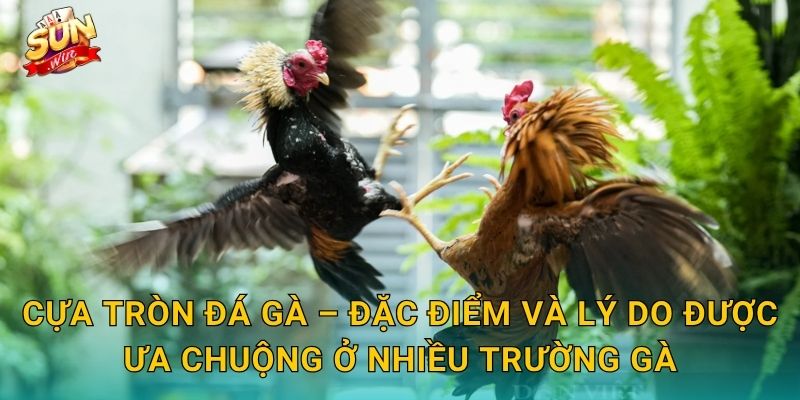 Cựa Tròn Đá Gà Sunwin – Phong Cách Đấu Cựa Bền Bỉ Của Những Chiến Kê Gan Lỳ 2 Cựa Tròn Đá Gà – Đặc Điểm Và Lý Do Được Ưa Chuộng Ở Nhiều Trường Gà