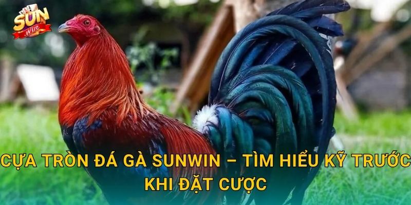 Cựa Tròn Đá Gà Sunwin – Phong Cách Đấu Cựa Bền Bỉ Của Những Chiến Kê Gan Lỳ 3 Cựa Tròn Đá Gà Sunwin – Tìm Hiểu Kỹ Trước Khi Đặt Cược