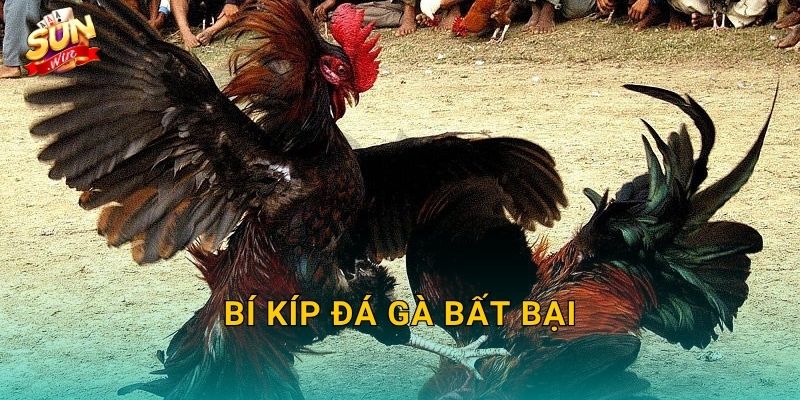 Bí Kíp Đá Gà Bất Bại Sunwin – Chiến Lược Đỉnh Cao Từ Các Sư Kê Hàng Đầu 1 Bí Kíp Đá Gà Bất Bại Sunwin – Chiến Lược Đỉnh Cao Từ Các Sư Kê Hàng Đầu