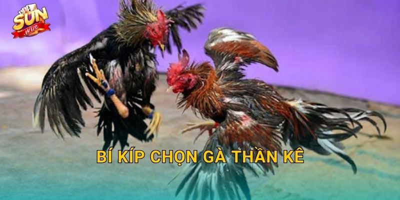 Bí Kíp Chọn Gà Thần Kê Sunwin – Nghệ Thuật Nhìn Gà Của Bậc Thầy Sư Kê 1 Bí Kíp Chọn Gà Thần Kê Sunwin – Nghệ Thuật Nhìn Gà Của Bậc Thầy Sư Kê