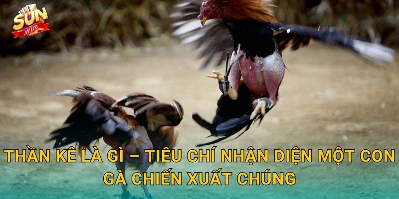 Bí Kíp Chọn Gà Thần Kê Sunwin – Nghệ Thuật Nhìn Gà Của Bậc Thầy Sư Kê 2 Thần Kê Là Gì – Tiêu Chí Nhận Diện Một Con Gà Chiến Xuất Chúng
