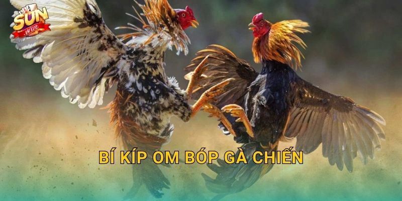 Bí Kíp Om Bóp Gà Chiến Sunwin – Kỹ Thuật Bàn Tay Vàng Của Sư Kê Thực Thụ 1 Bí Kíp Om Bóp Gà Chiến Sunwin – Kỹ Thuật Bàn Tay Vàng Của Sư Kê Thực Thụ