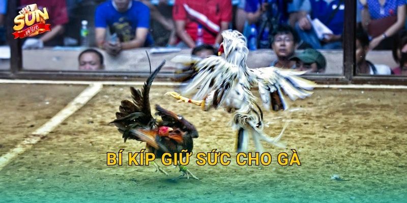 Bí Kíp Giữ Sức Cho Gà Sunwin – Duy Trì Thể Trạng Đỉnh Cao Suốt Mùa Thi Đấu 1 Bí Kíp Giữ Sức Cho Gà Sunwin – Duy Trì Thể Trạng Đỉnh Cao Suốt Mùa Thi Đấu