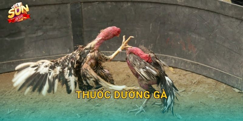 Thuốc Dưỡng Gà Sunwin – Hành Trình Chăm Sóc Chiến Kê Từ Trong Ra Ngoài 1 Thuốc Dưỡng Gà Sunwin – Hành Trình Chăm Sóc Chiến Kê Từ Trong Ra Ngoài