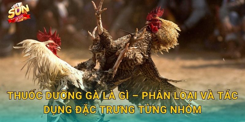 Thuốc Dưỡng Gà Sunwin – Hành Trình Chăm Sóc Chiến Kê Từ Trong Ra Ngoài 2 Thuốc Dưỡng Gà Là Gì – Phân Loại Và Tác Dụng Đặc Trưng Từng Nhóm