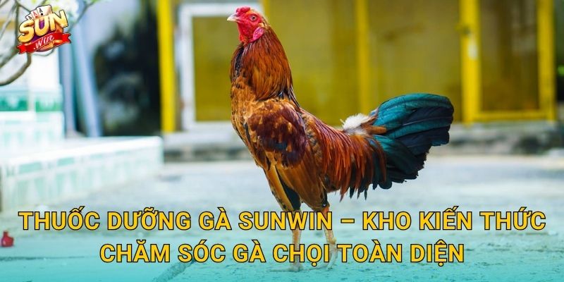 Thuốc Dưỡng Gà Sunwin – Hành Trình Chăm Sóc Chiến Kê Từ Trong Ra Ngoài 3 Thuốc Dưỡng Gà Sunwin – Kho Kiến Thức Chăm Sóc Gà Chọi Toàn Diện