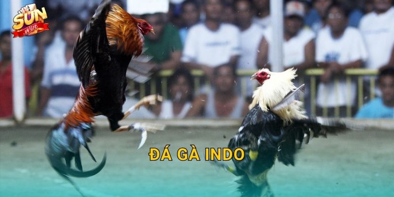 Đá Gà Indo Sunwin – Khám Phá Trường Gà Indonesia Đỉnh Cao Tại Sunwin 1 Đá Gà Indo Sunwin – Khám Phá Trường Gà Indonesia Đỉnh Cao Tại Sunwin