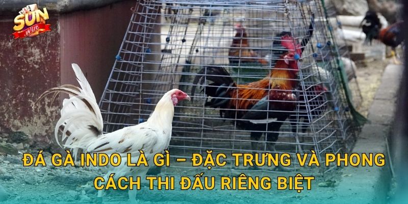 Đá Gà Indo Sunwin – Khám Phá Trường Gà Indonesia Đỉnh Cao Tại Sunwin 2 Đá Gà Indo Là Gì – Đặc Trưng Và Phong Cách Thi Đấu Riêng Biệt