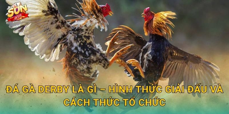 Đá Gà Derby Sunwin – Giải Đấu Gà Chọi Đỉnh Cao Quy Tụ Chiến Kê Xuất Sắc Nhất 2 Đá Gà Derby Là Gì – Hình Thức Giải Đấu Và Cách Thức Tổ Chức