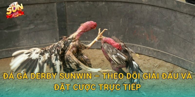 Đá Gà Derby Sunwin – Giải Đấu Gà Chọi Đỉnh Cao Quy Tụ Chiến Kê Xuất Sắc Nhất 3 Đá Gà Derby Sunwin – Theo Dõi Giải Đấu Và Đặt Cược Trực Tiếp