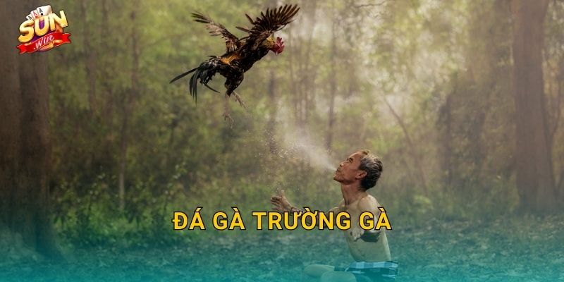 Đá Gà Trường Gà Sunwin – Không Khí Sòng Chiến Thực Thụ Ngay Trên Màn Hình 1 Đá Gà Trường Gà Sunwin – Không Khí Sòng Chiến Thực Thụ Ngay Trên Màn Hình